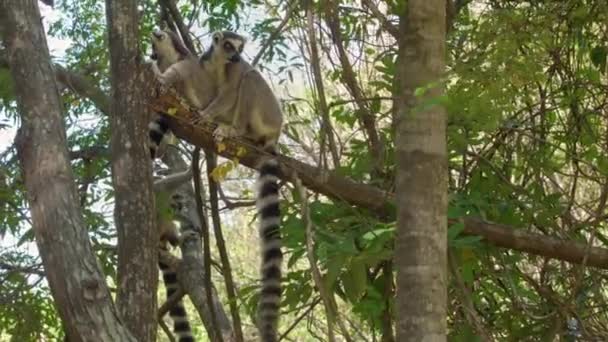 Grupa Lemurów Lemur Catta Siedząca Drzewie Skacząca Nad Gałęziami Naturalnym — Wideo stockowe