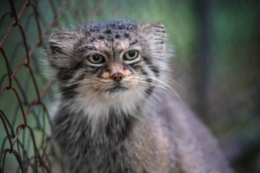 Pallass Cat - Otocolobus Manul - Hayvanat bahçesindeki tel örgülerin yanında dinleniyor.