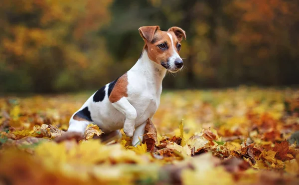 Malý Jack Russell teriér pes sedí na podzimním listí, dívá se na stranu, mělká hloubka terénní fotografie s bokeh rozmazané stromy v pozadí — Stock fotografie