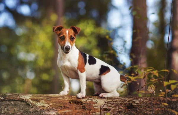 Pequeno Jack Russell cão terrier na floresta, de pé na árvore caída, olhando para o lado, detalhe close-up — Fotografia de Stock