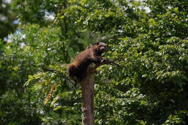 Wolverine aka wolverene - Gulo gulo - descansando em cima da árvore seca, fundo da floresta turva — Fotografia de Stock