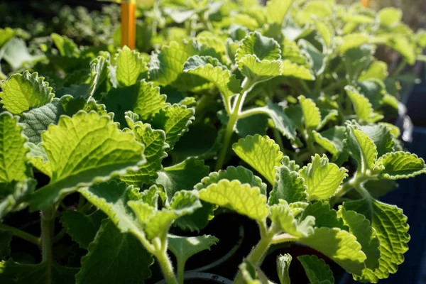 Sol brilha na casa da moeda indígena borragem país - Coleus amboinicus - ervas exibidas no mercado de comida de rua, detalhe close-up — Fotografia de Stock