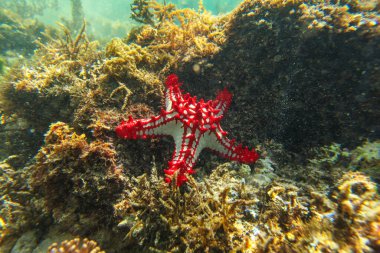 Sun shines on african Red-knobbed Starfish Protoreaster linckii in shallow sea - Anakao, Madagascar clipart