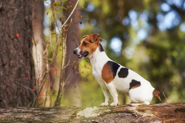 Pequeño Jack Russell terrier perro en el bosque, sentado en el árbol caído, mirando a un lado, detalle de primer plano —  Fotos de Stock