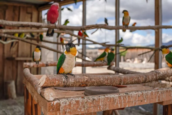 Група екзотичних барвистих птахів, що сидять на дерев'яних гілках в зоопарку — стокове фото