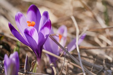 Güneş, ilkbaharda kuru çimenlerde yetişen (Crocus heuffelianus discolor) yabani mor ve sarı iris üzerinde parlar.