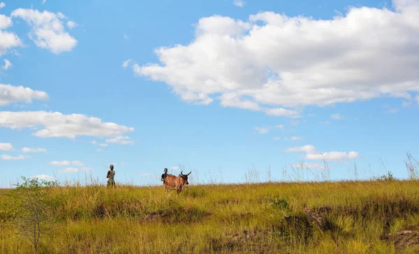 2019年5月5日 马达加斯加拉诺皮拉 两名身份不明的马达加斯加男子带着他们的斑马牛在草地上散步 天空中乌云密布 — 图库照片