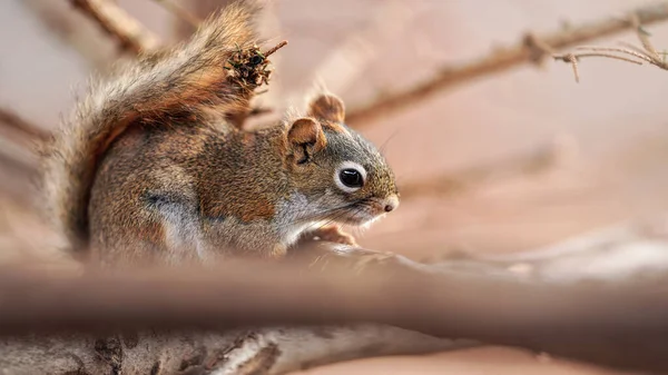 American Red Squirrel Tamiasciurus Hudsonicus Sitting Branch Closeup Detail — Stock Photo, Image