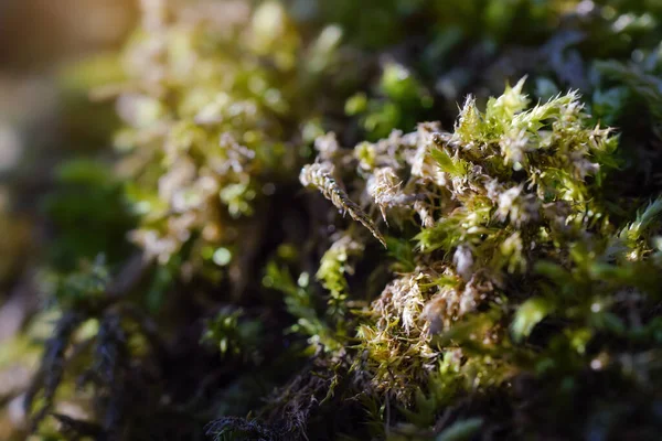 Moss Growing Shade Sun Shines Some Parts Closeup Detail Abstract — Stock Photo, Image