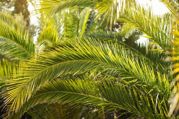 Hojas Palma Verde Sol Brilla Fondo Solo Unas Pocas Hojas — Foto de Stock