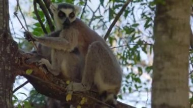 Halka kuyruklu lemurlar (Lemur catta) bebeğiyle birlikte Madagaskar ormanlarındaki doğal yaşam alanlarında, dalların üzerinde ağaçta otururlar.
