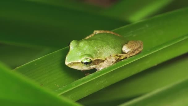 Kis Madagaszkári Zöld Béka Pihenő Zöld Levél Közelkép Részletesen — Stock videók