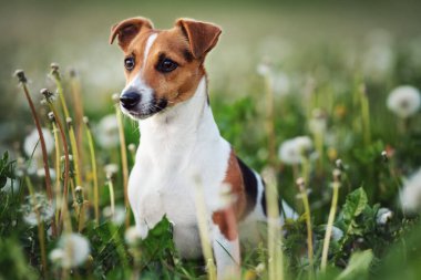 Küçük Jack Russell teriyeri yeşil çayırlarda oturuyor, etrafta beyaz karahindiba çiçekleri