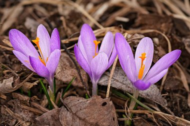 Vahşi mor ve sarı iris Crocus heuffelianus çiçekleri gölgede, kuru çimlerde ve yapraklarda yetişir.
