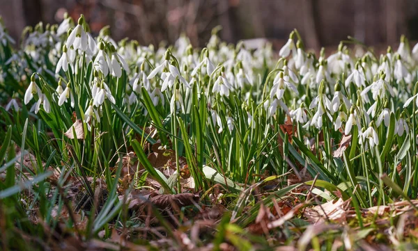 Sol brilha em muitas nevascas comuns brancas - Galanthus nivalis - flores que crescem na floresta, detalhe close-up — Fotografia de Stock