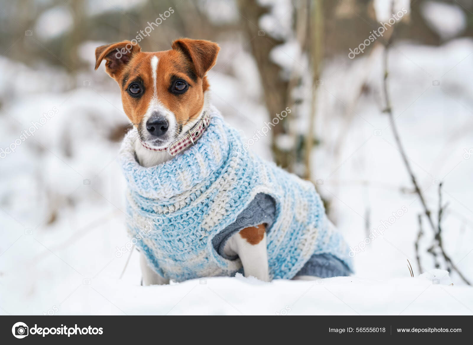 Jack russell jumper hotsell