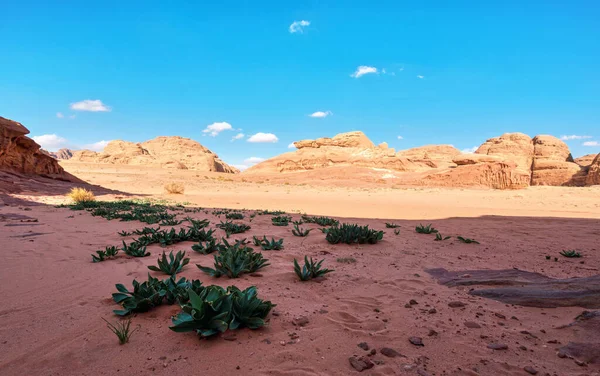 사막에 형성되어 먼지와 바위에 앞쪽에 쭈글쭈글 마리티마 — 스톡 사진
