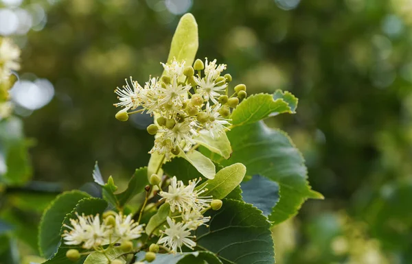 Ağaç dalları üzerinde beyaz ıhlamur (Tilia cordata) çiçekler, yeşil yapraklar arka plan, kapatma ayrıntıları