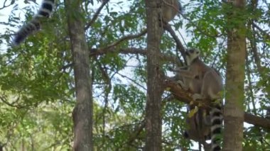 Halka kuyruklu lemurlar (Lemur catta), Madagaskar ormanlarındaki doğal yaşam alanlarında, dalların üzerinde ağaçta otururlar.
