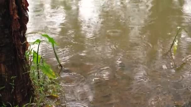 Pioggia Che Cade Lago Nella Giungla Primo Piano Sul Tronco — Video Stock