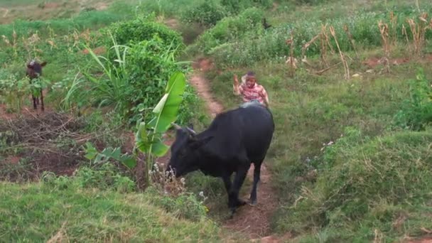 Alakamisy Ambohimaha Madagascar Abril 2019 Niño Malgache Desconocido Llevando Vacas — Vídeos de Stock