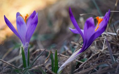 Vahşi mor ve sarı iris (Crocus heuffelianus renk değişimi), gölgede, kuru çimlerde ve yapraklarda yetişen çiçekler.