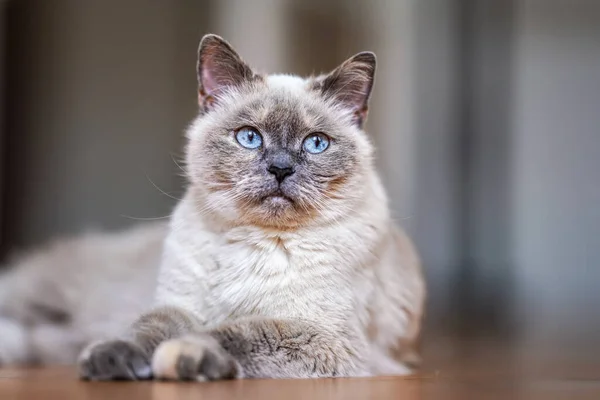 Μεγαλύτερη Γκρι Γάτα Διαπεραστικά Μπλε Μάτια Ξαπλωμένη Στο Ξύλινο Πάτωμα — Φωτογραφία Αρχείου