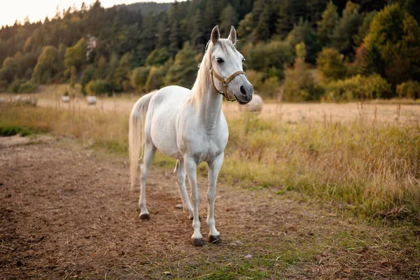 Cavalo Árabe Branco Chão Fazenda Prado Desfocado Fundo Floresta — Fotografia de Stock