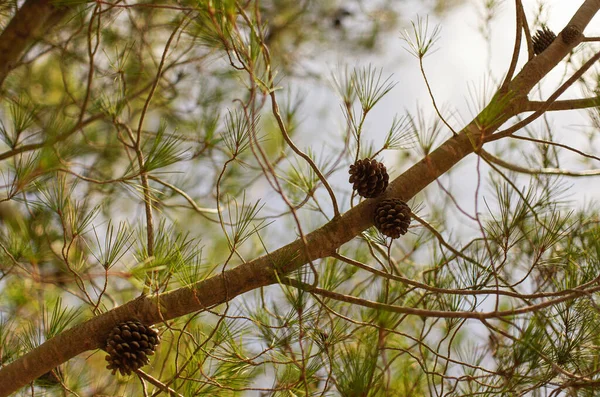 Νέοι Κώνοι Κωνοφόρων Δέντρων Που Αναπτύσσονται Κλαδιά Ρηχό Βάθος Φωτογραφίας — Φωτογραφία Αρχείου