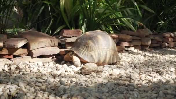 Mały Żółw Spacerujący Pobliżu Większego Nad Małymi Kamieniami Ogrodzie — Wideo stockowe