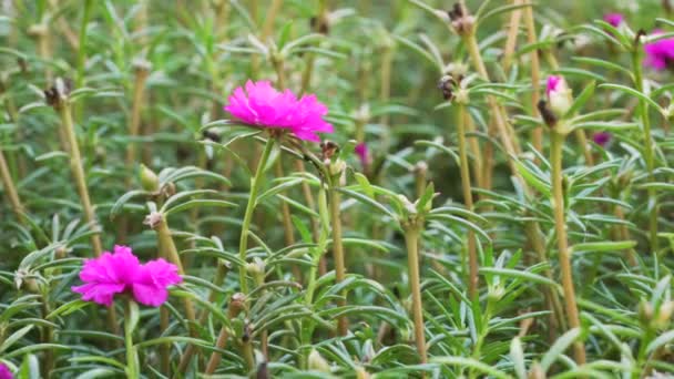 Małe Purpurowe Kwiaty Rosnące Gęstych Zielonych Liściach Szczegóły Zbliżenie — Wideo stockowe