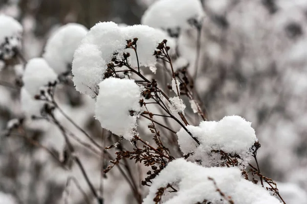 Dry Frozen Plants Covered Snow Shallow Depth Field Closeup Detail — Stock Photo, Image