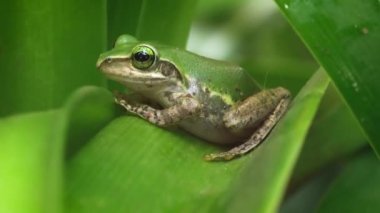 Küçük Madagaskar yeşil ağaç kurbağası yeşil yaprağın üzerinde dinleniyor.