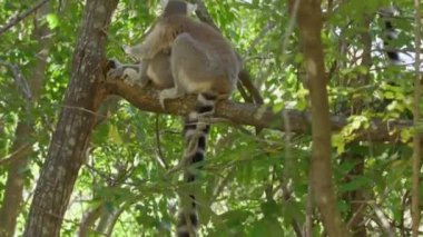 Halka kuyruklu lemurlar (Lemur catta) Madagaskar ormanlarındaki doğal habitatlarında ağaçta oturuyorlar.
