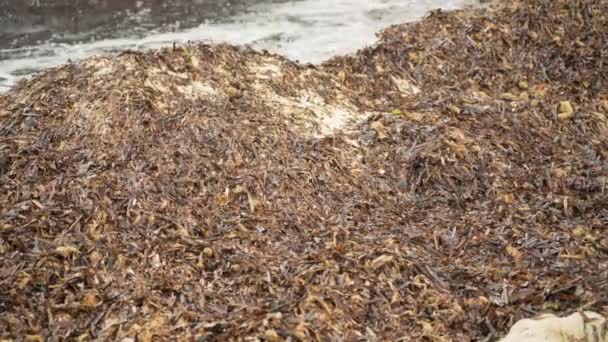 Spiaggia Sporca Con Sacco Alghe Marroni Asciutte Lavate Sulla Sabbia — Video Stock