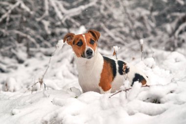 Küçük Jack Russell teriyer köpeği kışın karla kaplı zeminde yürüyor, yandan manzara, bulanık ağaçlar...