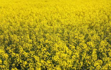 Parlak sarı kolza tohumu (Brassica napus) tarlada yetişen çiçekler. 