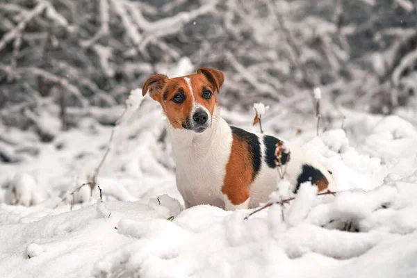 Small Jack Russell Terrier Dog Walking Snow Covered Ground Winter — 스톡 사진
