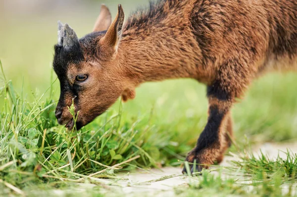 Pequeña Cabra Marrón Raza Pigmeo Holanda Niño Pastando Comiendo Hierba — Foto de Stock