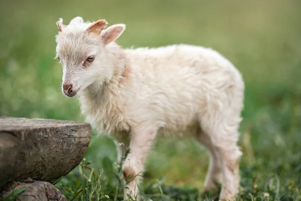 Young Ouessant Sheep Lamb Closeup Detail Head Blurred Green Meadow — Fotografia de Stock