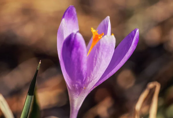 Sol Brilha Íris Roxa Amarela Selvagem Descoloração Crocus Heuffelianus Flor — Fotografia de Stock