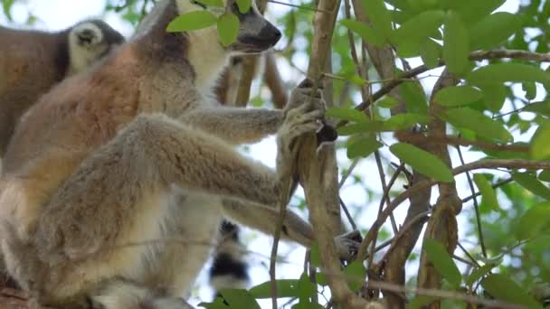 Lemury Lemur Catta Dzieckiem Siedzącym Drzewie Nad Gałęziami Naturalnym Środowisku — Wideo stockowe