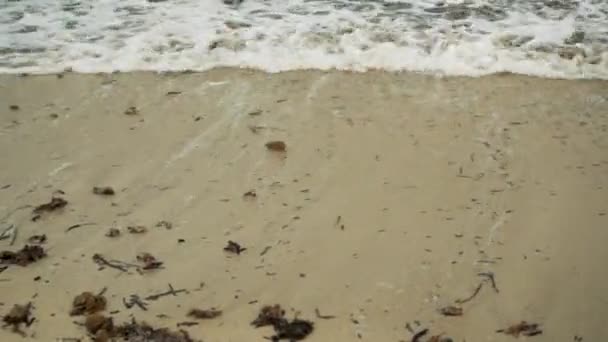 Smutsig Strand Med Massor Torra Bruna Tång Tvättas Sand Närbild — Stockvideo