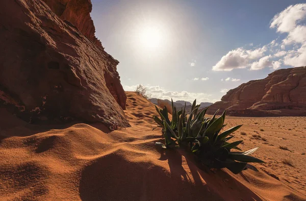 Little rock cliff formation in Wadi Rum desert, bright sun shines on red dust and rocks, Sea squill plants (Drimia maritima) in foreground, blue sky above