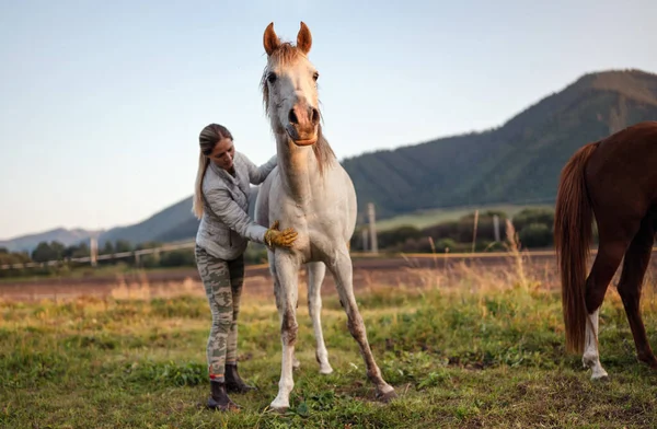 Білий Арабський Кінь Осінній День Деталь Голові Розмита Молода Жінка — стокове фото