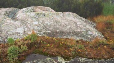 Low brown grass and moss growing on wet stones, example of endemic flora in Andringitra, Madagascar