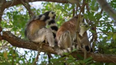 Halka kuyruklu lemurlar (Lemur catta), Madagaskar ormanlarındaki doğal yaşam alanlarında, dalların üzerinde ağaçta otururlar.