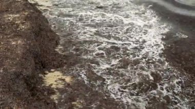 Kumsalda kumla yıkanmış bir sürü kuru kahverengi deniz yosunu var.