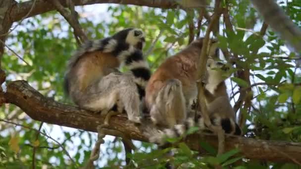 枝の上に木の上に座っている輪尾のキツネザル Lemur Catta のグループ 彼らの自然の生息地マダガスカルの森 — ストック動画
