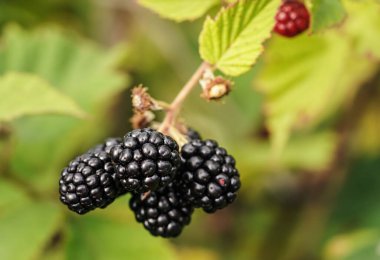 Bahçedeki çalılıklarda yetişen böğürtlenler, yakın plan detayları..